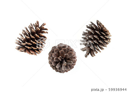 set of various pine cone trees isolated on white 59936944