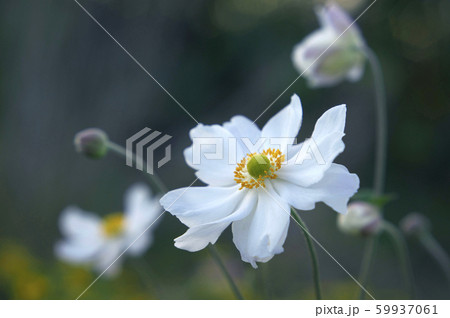 シュウメイギク シュウメイギク 59937061