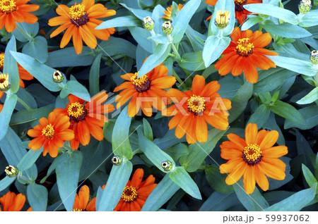 ジニア ジニア 59937062