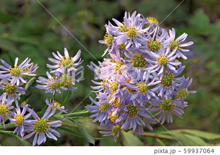 サンインギク 59937064