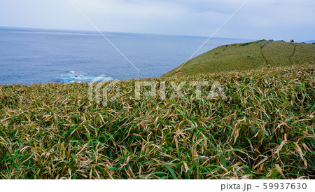 宮古崎のササント／奄美大島 59937630