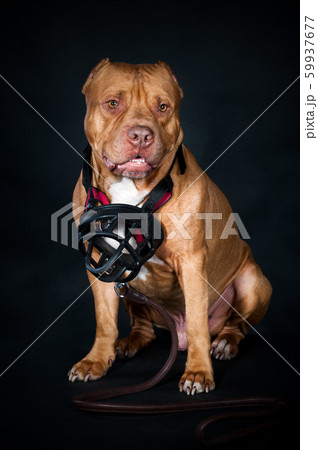 Studio portrait of a dog, pit bull on a black  59937677