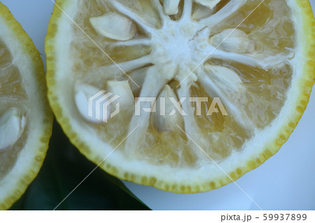 輪切りした柚子 輪切りした柚子 59937899