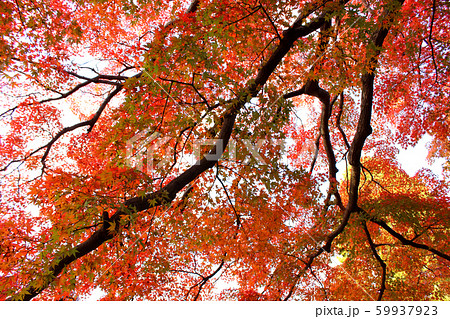 紅葉に彩られた秋の福蔵院(2) 紅葉に彩られた秋の福蔵院(2) 59937923