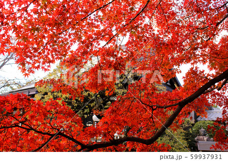 福蔵院の本堂と紅葉のモミジ(3) 59937931