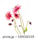 aquilegia flower on the white background 59938339