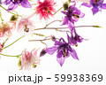 aquilegia flowers on the white background 59938369