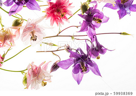 aquilegia flowers on the white background 59938369