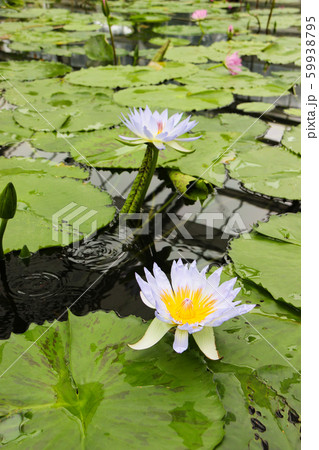 白いハスの花 白いハスの花 59938795