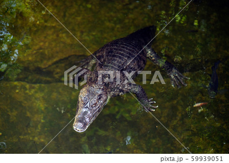 Alone Caiman ( Alligatoridae ) relax sleeping in the pond. Alone Caiman ( Alligatoridae ) relax sleeping in the pond. 59939051
