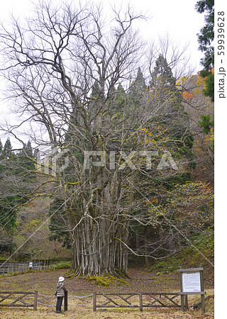 糸井の大カツラ（兵庫県朝来市和田山町） 59939628