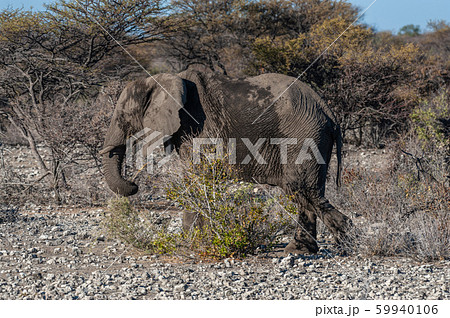 Closeup of an African Elephant Passing By Closeup of an African Elephant Passing By 59940106