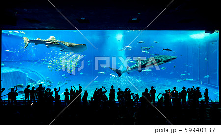 沖縄　美ら海水族館　黒潮の海 59940137