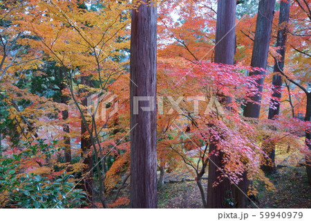 正法寺・紅葉の杜３ 59940979