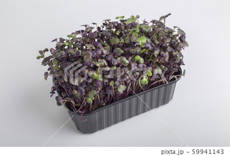 Red microgreens inside black plastic box isolated on white Red microgreens inside black plastic box isolated on white 59941143