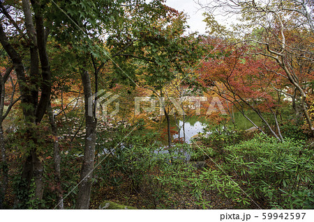 紅葉 紅葉 59942597