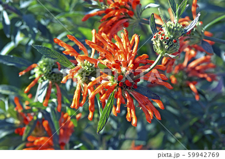 レオノティス・レオヌルス 59942769