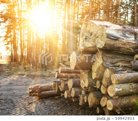 Logging, thick logs lie in the forest against the backdrop of a sunset, copy space, timber Logging, thick logs lie in the forest against the backdrop of a sunset, copy space, timber 59942933