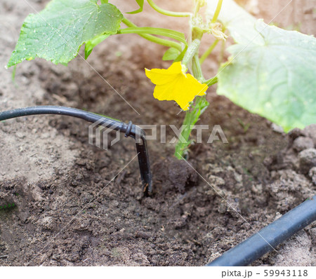 Plants get water using modern irrigation system drip irrigation, watering cucumber plants, industry, farming 59943118