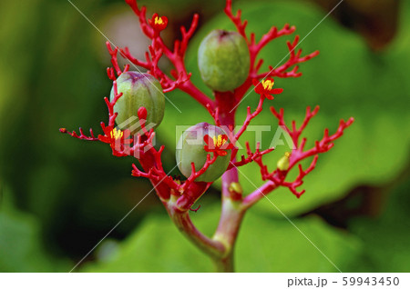 サンゴアブラギリ 59943450