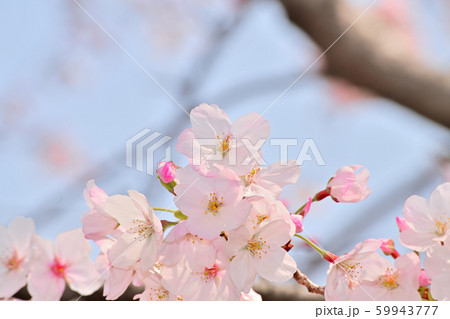 春の花 サクラ 春の花 サクラ 59943777