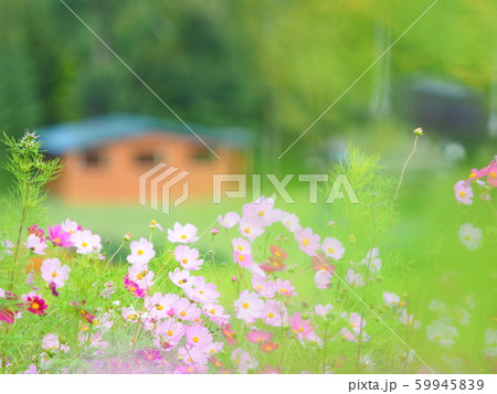 かわいいコスモスの花 59945839