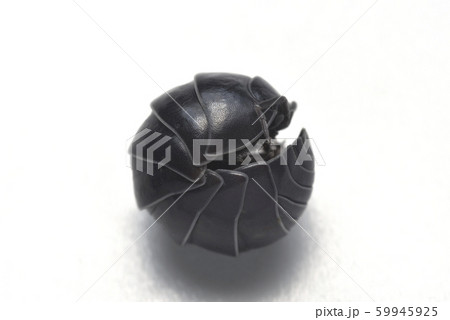 だんごむし だんごむし 59945925