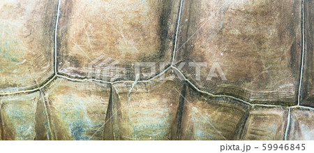 Aldabra Giant Tortoise Texture 59946845