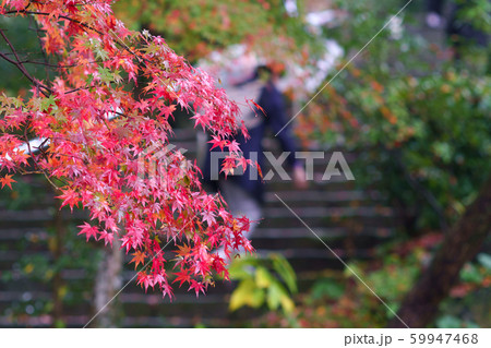 竈門神社　紅葉 59947468