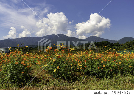 富士山すそのパノラマロード・コスモスまつり 59947637