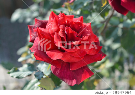 Rose Papa Meilland Rose Papa Meilland 59947964