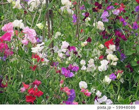 Mixed colour sweet pea flowers 59948086