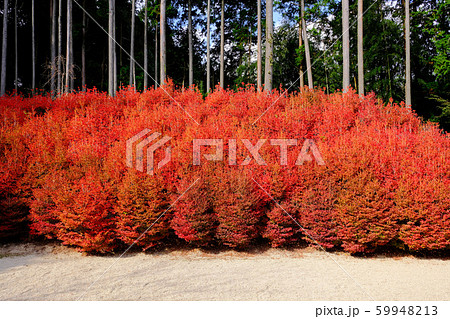 呑山観音　紅葉 59948213