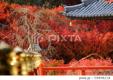 呑山観音 紅葉 呑山観音 紅葉 59948218