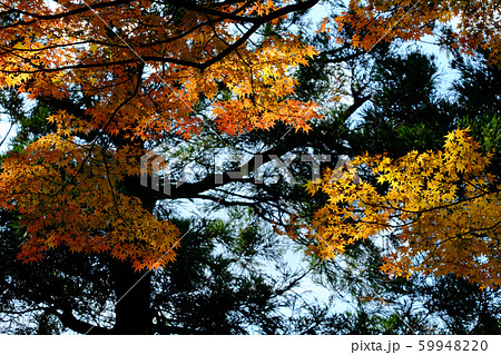 呑山観音　紅葉 59948220