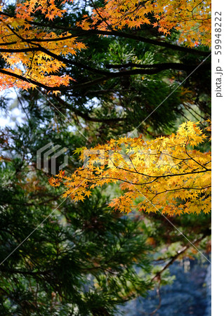 呑山観音　紅葉 59948222