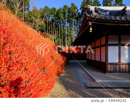 呑山観音 紅葉 呑山観音 紅葉 59948242