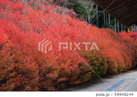 呑山観音　紅葉 59948244