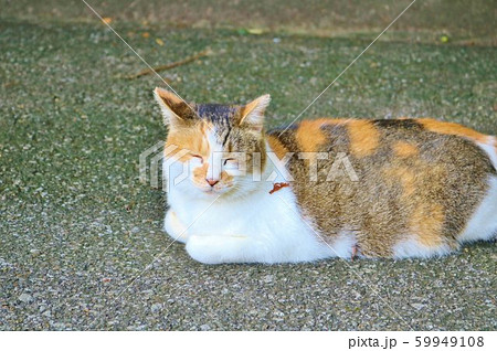 ねこ みけねこ ノラ猫の写真素材