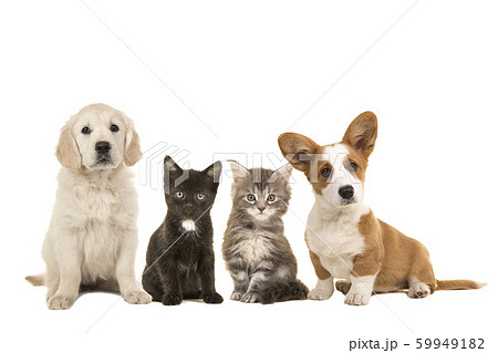 Two puppies and two kittens Two puppies and two kittens 59949182