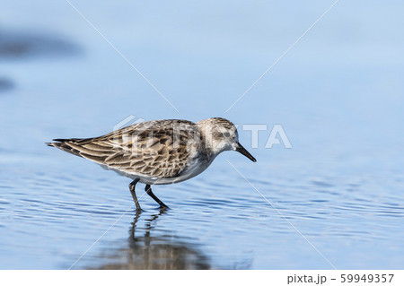 トウネン トウネン 59949357