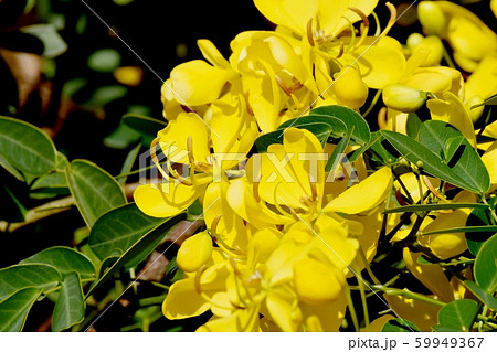 三鷹中原に咲く黄色いコバノセンナ(カッシア)の花 三鷹中原に咲く黄色いコバノセンナ(カッシア)の花 59949367