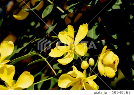 三鷹中原に咲く黄色いコバノセンナ（カッシア）の花 59949368