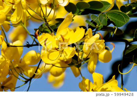 三鷹中原に咲く黄色いコバノセンナ(カッシア)の花 三鷹中原に咲く黄色いコバノセンナ(カッシア)の花 59949428
