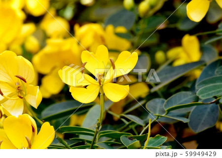 三鷹中原に咲く黄色いコバノセンナ（カッシア）の花 59949429