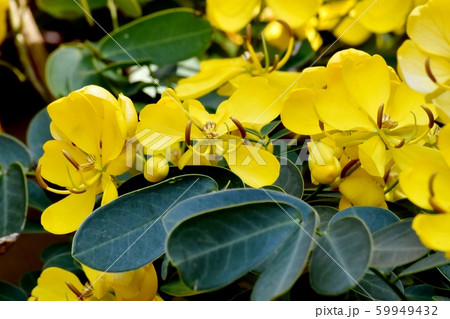 三鷹中原に咲く黄色いコバノセンナ(カッシア)の花 三鷹中原に咲く黄色いコバノセンナ(カッシア)の花 59949432