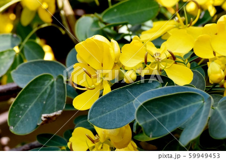 三鷹中原に咲く黄色いコバノセンナ（カッシア）の花 59949453
