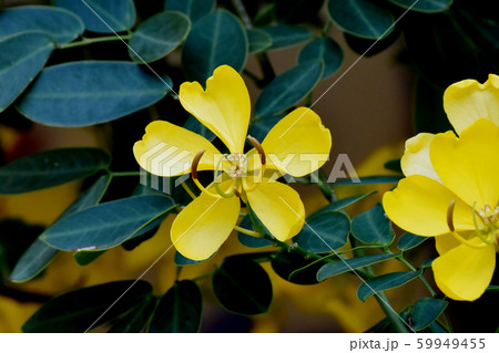 三鷹中原に咲く黄色いコバノセンナ（カッシア）の花 59949455