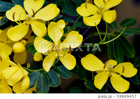 三鷹中原に咲く黄色いコバノセンナ（カッシア）の花 59949457