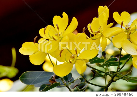 三鷹中原に咲く黄色いコバノセンナ（カッシア）の花 59949460